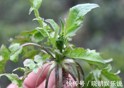 奇效|提个醒路边不起眼的野草，却有了不起的奇效，早看早受益