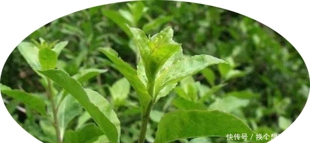 黄渤爱吃野菜,但野菜怎么做?得看汪曾祺!|青书单| a8748