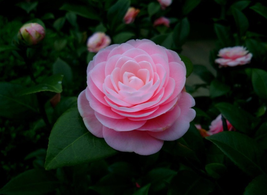 茶花爆盆很简单,掌握它的小习性,叶绿根粗花量大!