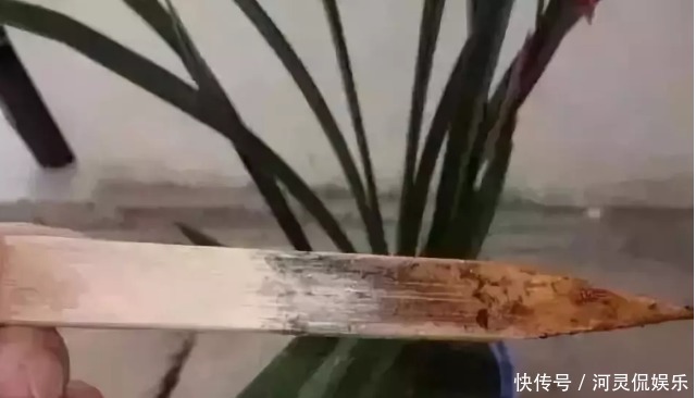 竹签|万能的浇水“神器”，只需一根小吸管，专治各种烂根烂叶！