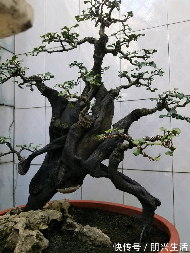 到园艺师家里做客，欣赏到了很多精品盆景，一起来感受盆景的魅力