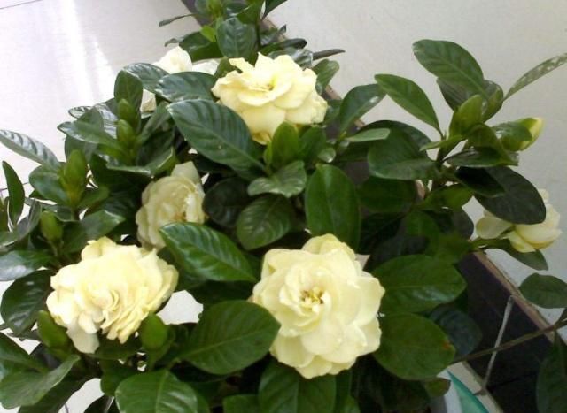 养这“3种花”,7天就要喂点“酸水”,不然根烂、花儿落,只剩枝