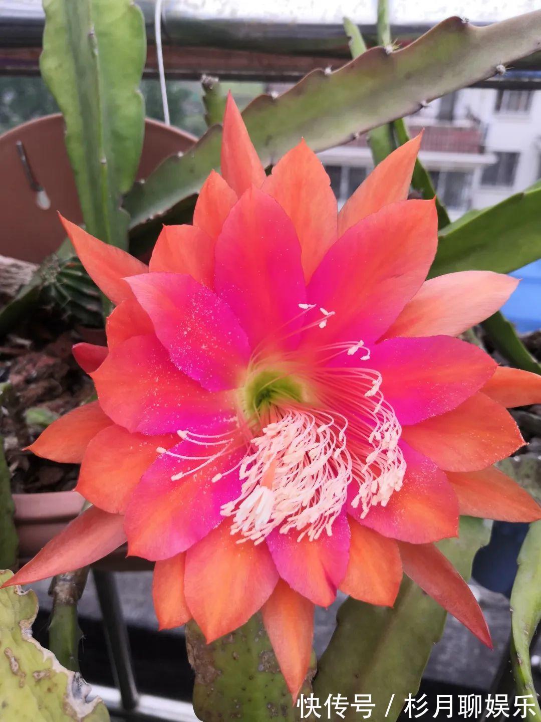 昙花|大爷家荷花种在花盆里,1次开花20朵,比巴掌还大!