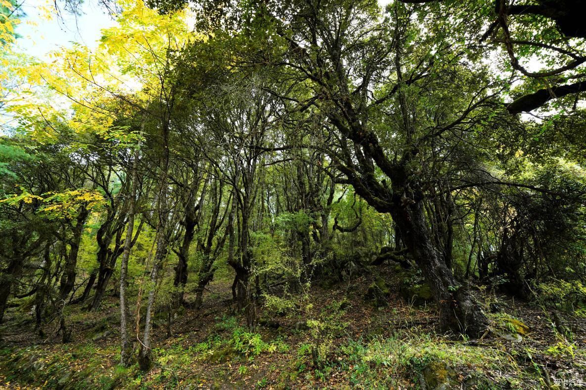 独自自驾游 欣赏最美的岗云杉林 体验环藏之旅的慢生活