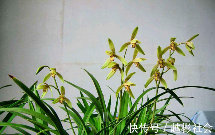 秋养兰花相对简单，避开几个雷区，不烂根还会抽新枝