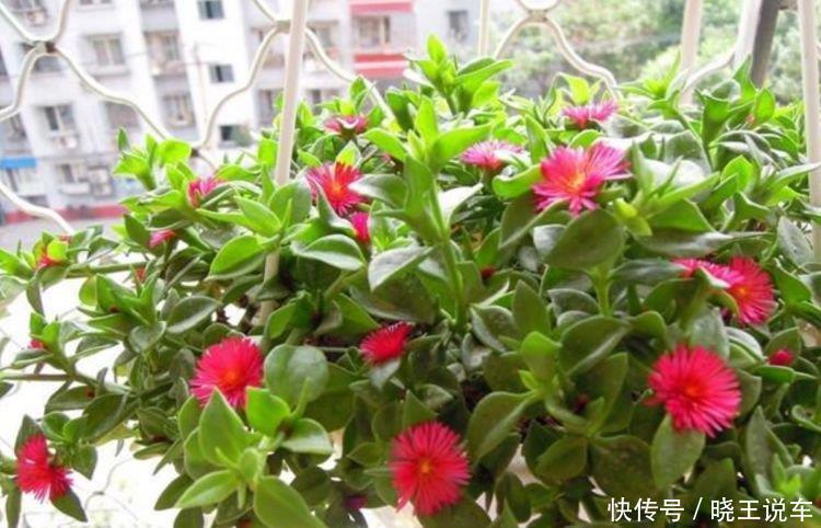 居家就养此款花卉,不闻不问,四季有花开,花香四溢飘满屋,美
