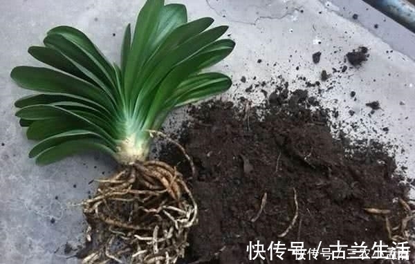 君子兰烂根怎么办 用这两个方法, 就不怕烂根了