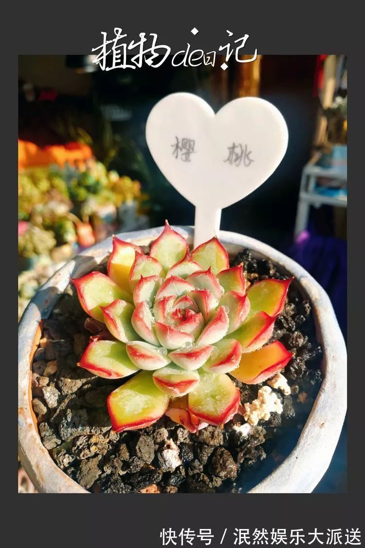 蚧壳虫|为肉痴狂!多肉植物也会用最美的容颜报答我们的勤劳付出!