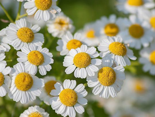 喜欢菊花,不妨试试“珍品玫瑰”甜蜜马车,花开爆盆,美艳优雅!