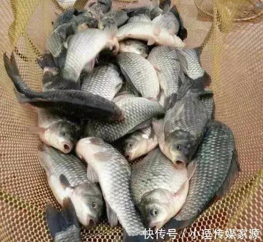 秋钓草边“三钓”、“三不钓”,用好了总有一次要爆护