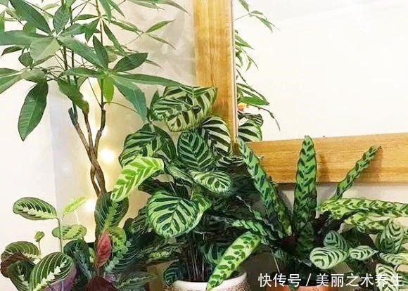 6种耐阴花,养了“不上当”,室内百搭盆栽,摆在角落也爆盆!