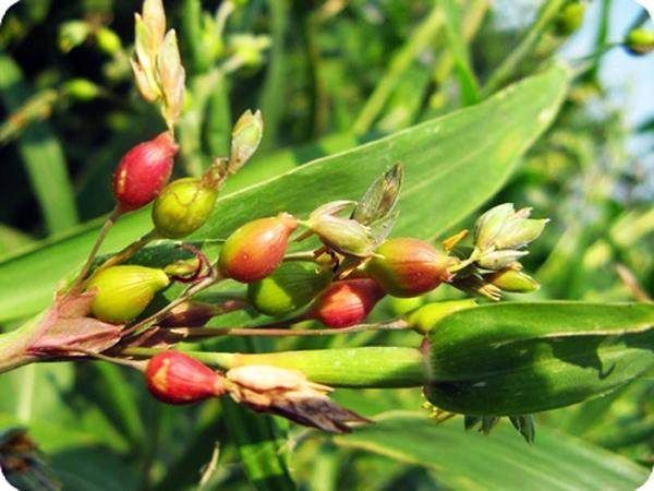 绿色|分享5个食疗降血糖秘方,绿色胰岛素,健康有效