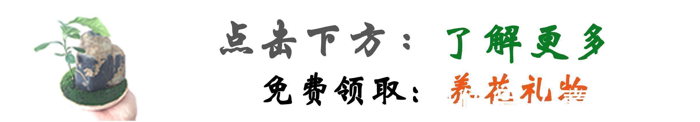 青苔|马路边常见“3种草”，养花盆里变“盆景”，好看又值钱！