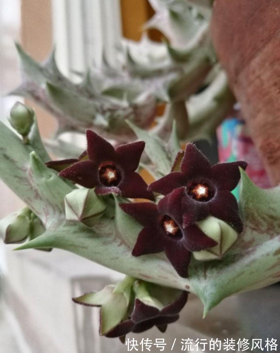 家里养了这花,满屋子都是臭味,家人让我赶紧扔掉