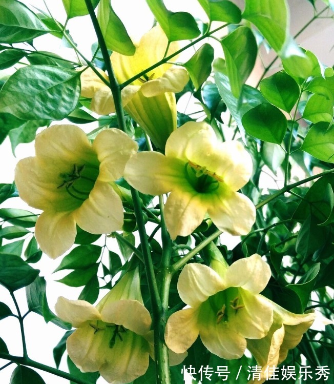 金钱树|4种树,花开富贵“好兆头”,难得一见,看看你家有吗?