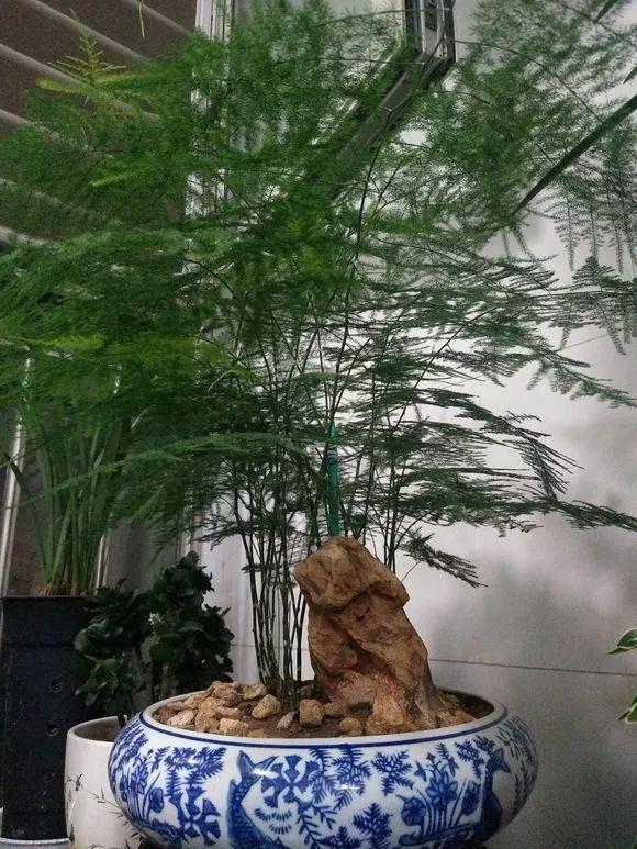 11月前，3种花该换盆了，再冷就迟了，过冬为难！