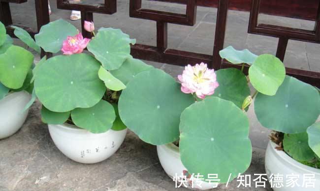 月季花|养花试试这几款,开花可以持续一个月左右,非常漂亮