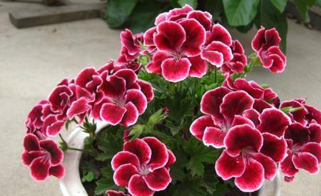 家里养天竺葵,掌握3个要点,多发芽窜花苞,养成繁花老桩!