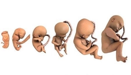 发育期|十月怀胎，胎儿啥时候开始“长肉”？早知道早准备，别拖胎儿后腿