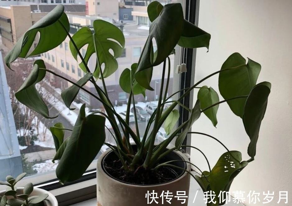 龟背竹养殖要领:居家盆栽牢记4点,茎干壮,叶子又大又绿