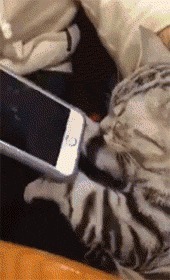 |搞笑GIF段子:关键时刻要懂得随机应变,尤其是面对强者的时候