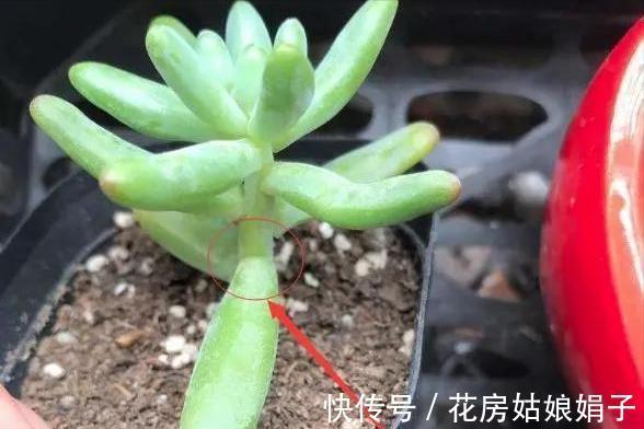 养多肉不爆“头”?“掰叶法”来帮忙,叶片掰一掰,叶下长满新头