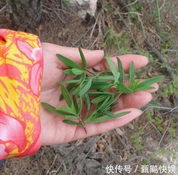 时节|山苜楂菜,鲜嫩又有营养,别错过了这时节吃,不然你得再等一年