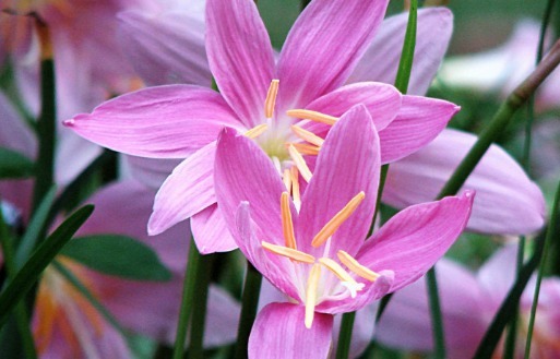 养花不妨试试这些花草,好养易爆盆,放在客厅散发阵阵清香