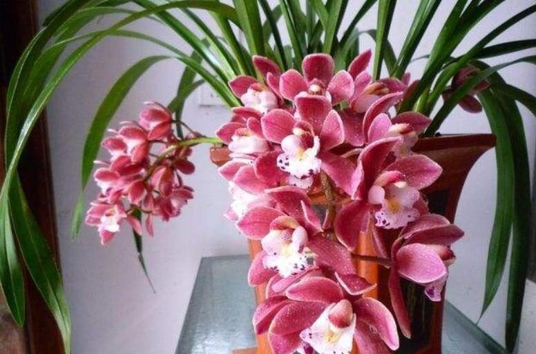 被当做一次性花的漂亮花卉,一个小技巧,还能继续开花