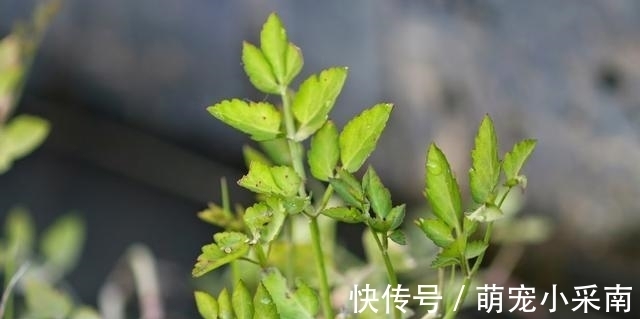 食用期长达5个月,却少有人去摘,如今正当季,炒腊肉是一绝!