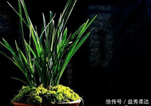 兰花叶子枯萎怎么办？教你5个妙招，新手兰友一定要知道