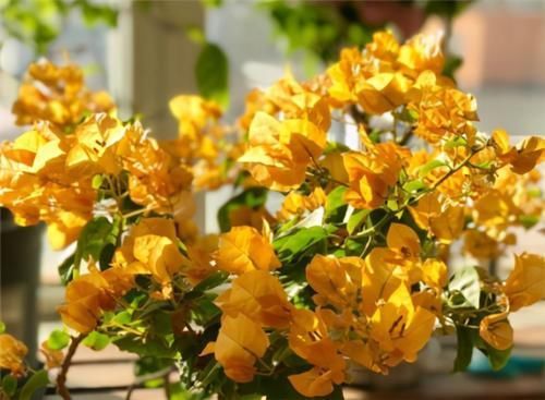 养三角梅,冬季“巧处理”,来年长势猛,开花旺