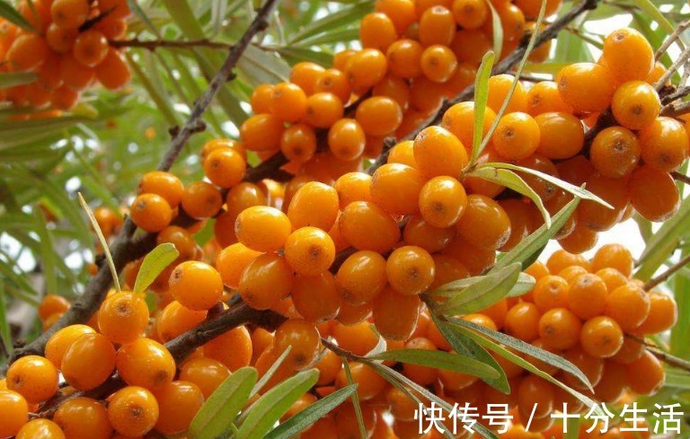 卵巢|女性不想子宫早衰，此果每天吃几颗，滋养卵巢，预防妇科疾病