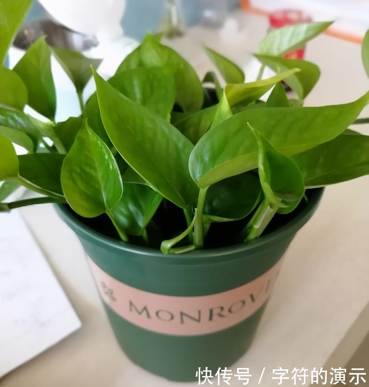 花朵|可养室内的3种花，叶色翠绿花朵高雅，阳光不足也能生长