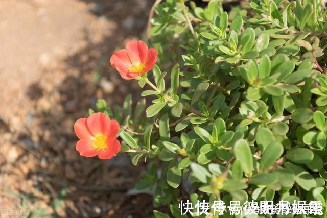 麻绳菜|本是野草,却被称为“天然青霉素”,怪不得许多人愿意吃呢