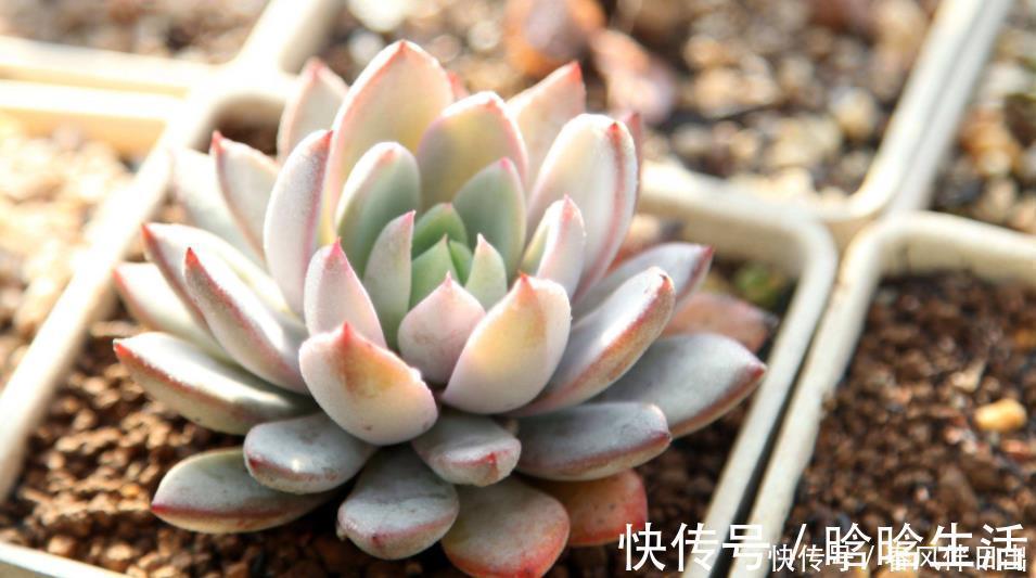 浇水|呼声最高的新人盆栽多肉，养殖期间注意此3点才不出问题