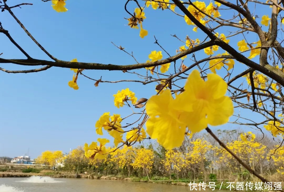 最新实拍！三水绝美黄花风铃木大片绽放，赏花地图戳