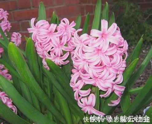 此花有着一往直前的态度,代表了胜利的