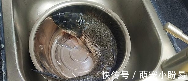 啤酒烧鱼|啤酒炖草鱼，妈妈教的家常做法，真是一道很不错的下酒下饭菜