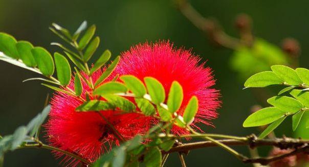 红绒|8月7日-8月29日，庭院选这几款花，越晒越爆盆，漂亮且花期长