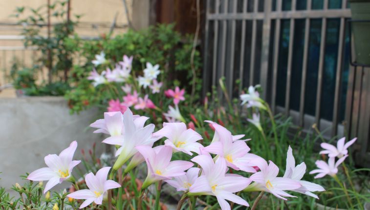 这种兰花是天生的“水鬼”,立春后搬出屋,多淋淋雨可早点开花