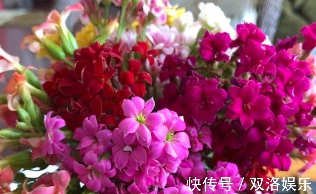 长寿花不油绿，3个方法“妙解决”，叶子油绿呼呼长，秋后猛开花