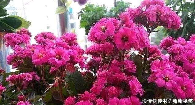 发酵|偷偷告诉你，养花“高手”都用“这种”肥，不花钱，养啥花都旺！