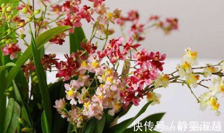 4种花好养又漂亮,花朵大花期长,漂亮又好养,越养越“值钱”