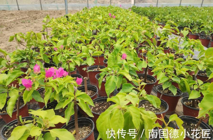 秋天|5种漂亮花,立秋之后快扦插,天凉快,生根快,成活多