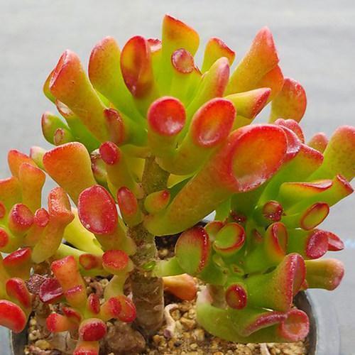 1种“玉树”大家都叫“吸财树”,叶子好看,一到秋天就“上色”