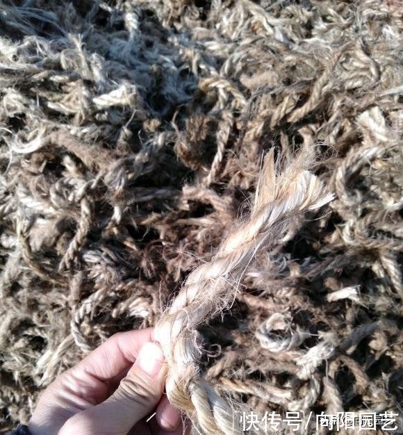 这种龙舌兰，城里卖30块一棵，山上到处是，很适合园艺造景