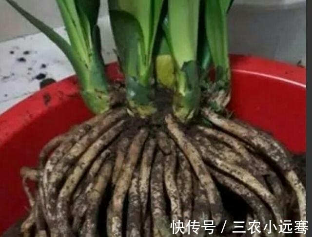 君子兰出现烂根的情况怎么办?
