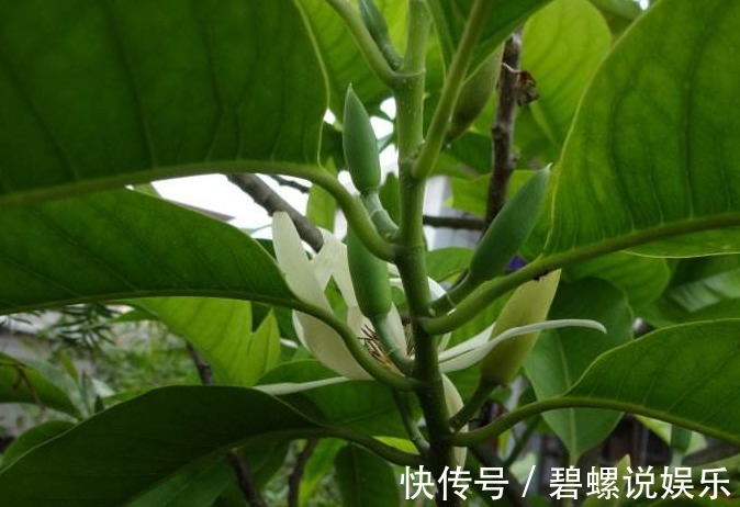 花友会|别再养绿萝了，此花沾土就活，观叶又赏花，一年能开200天！