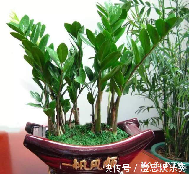 5种“旺财花”,建议客厅养一盆,净化空气,格调高雅上档次